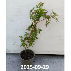 Buy Japanese maple green globe online with home delivery