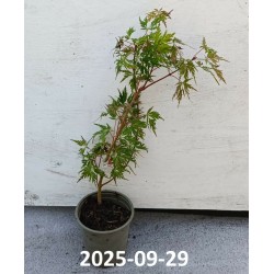 Plaštakinis klevas - Acer palmatum SEIRYU