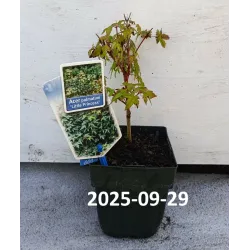 Acer palmatum LITTLE PRINCESS