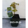 Acer palmatum LITTLE PRINCESS