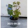 Acer palmatum LITTLE PRINCESS