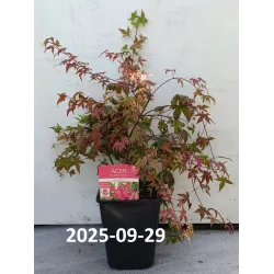 Medžiai ir krūmai internetu su pristatymu į namus visoje Lietuvoje