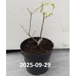 E-medelynas internete: vaismedžiai ir vaiskrūmiai