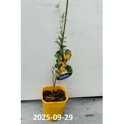 E-medelynas internete: vaismedžiai ir vaiskrūmiai