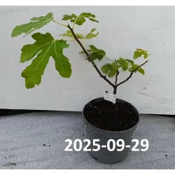Skiautėtalapis fikusas (figmedis) - Ficus carica 'Brown Turkey' P11/C1 SBC