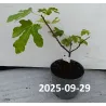 Figmedis - Ficus carica LONGUE dAOUT