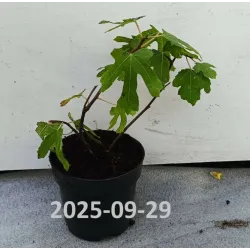 Skiautėtalapis fikusas (figmedis) - Ficus carica 'Brown Turkey' P11/C1 SBC
