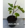 Skiautėtalapis fikusas (figmedis) - Ficus carica 'Brown Turkey' P11/C1 SBC