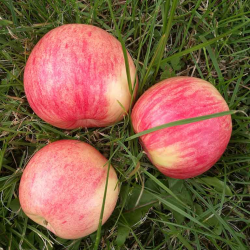 Malus domestica AVIETINIS (RASPBERRY-LIKE)