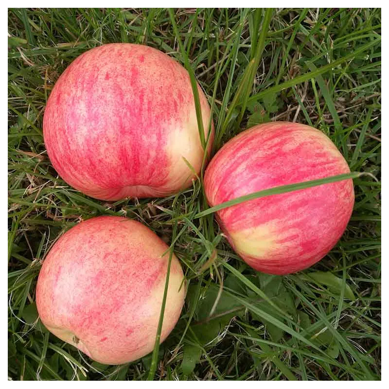 Namine obelis - Malus domestica AVIETINIS