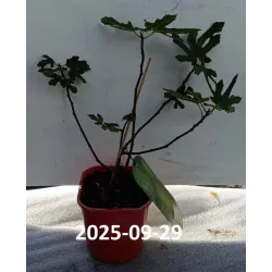 Figmedis - Ficus carica LITTLE MISS FIGGY