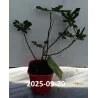 Figmedis - Ficus carica LITTLE MISS FIGGY