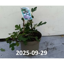 Skiautėtalapis fikusas (figmedis) - Ficus carica 'Brown Turkey' P11/C1 SBC