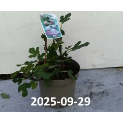 Skiautėtalapis fikusas (figmedis) - Ficus carica 'Brown Turkey' P11/C1 SBC