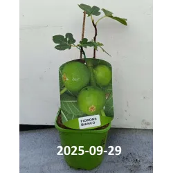 Skiautėtalapis fikusas (figmedis) - Ficus carica 'Brown Turkey' P11/C1 SBC