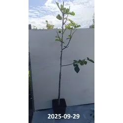 Figmedis - Ficus carica DESSERT KING