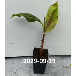 Bananmedis (bananas) - Musa sikkimensis EVER RED