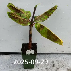 Bananmedis - Musa zebrina