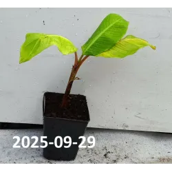 Egzotiniai augalai internetu