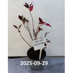 Užsisakyk augalus pavasariui jau dabar