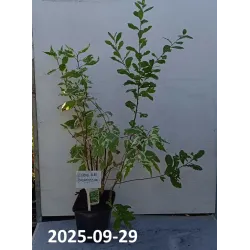 Sedula ELEGANTISSIMA