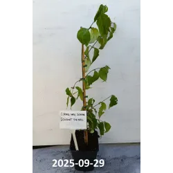 Dogwood - Cornus mas SCHONBRUNNER GOURMET DIRNDL