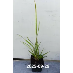 Melvenių sodinukai su pristatymu į namus