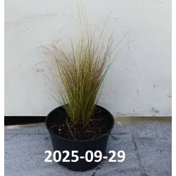 Ašuotė - Stipa tenuifolia PONYTAILS