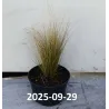 Ašuotė - Stipa tenuifolia PONYTAILS