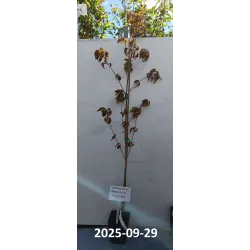 Japoninė sedula - Cornus kousa MILKY WAY