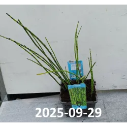 Asiūklis - Equisetum hyemale Japonicum