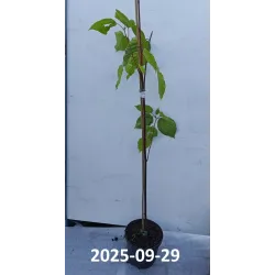 Saldžioji hovenija - Hovenia dulcis