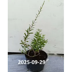 Pražangialapė budlėja - Buddleja ALTERNIFOLIA