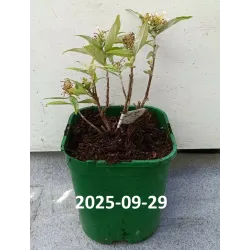 Davido budlėja - Buddleja davidii BUTTERFLY CANDY LITTLE WHITE