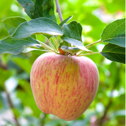 Naminė obelis - Malus domestica GRAVENSTEIN