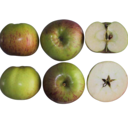 Malus domestica OSENNEJE DEDESERTNOJE