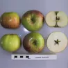 Naminė obelis - Malus domestica SIUGISDESERT