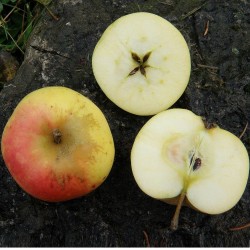 Malus domestica LIIVI KULDRENETT