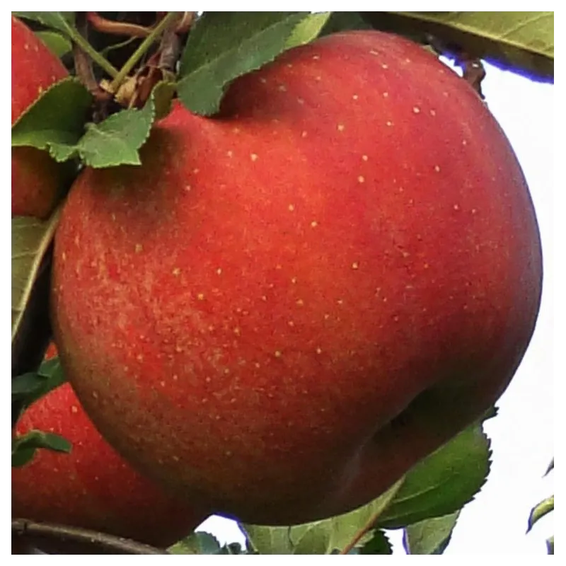 Naminė obelis - Malus domestica SHAMPION RENO (2)