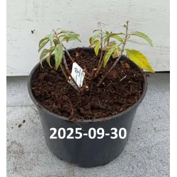 Davido budlėja - Buddleja davidii BUTTERFLY CANDY LITTLE PINK