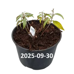 Davido budlėja - Buddleja davidii BUTTERFLY CANDY LITTLE PINK