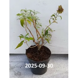 Davido budlėja - Buddleja davidii WHITE BALL