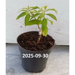 Davido budlėja - Buddleja davidii ROYAL GOLD