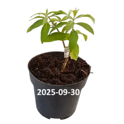 Davido budlėja - Buddleja davidii ROYAL GOLD