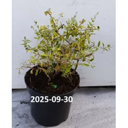 Pražangialapių budlėjų sodinukai su pristatymu į namus