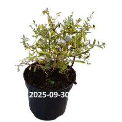 Pražangialapių budlėjų sodinukai su pristatymu į namus