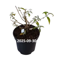 Davido budlėja - Buddleja davidii PURPELLA