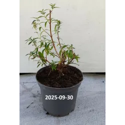 Davido budlėja - Buddleja davidii FREE PETITE SNOW WHITE