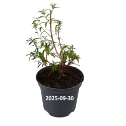 Buddleja davidii FREE PETITE SNOW WHITE