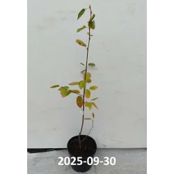 Glotnioji medlieva - Amelanchier laevis BALLERINA